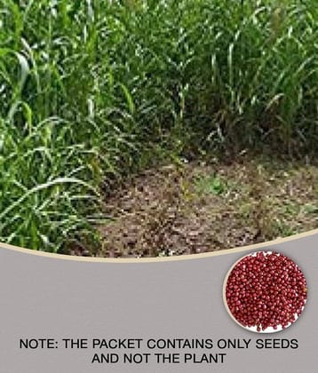 CLASSIC GREEN EARTH - Grass Grass ( 3000 Seeds )