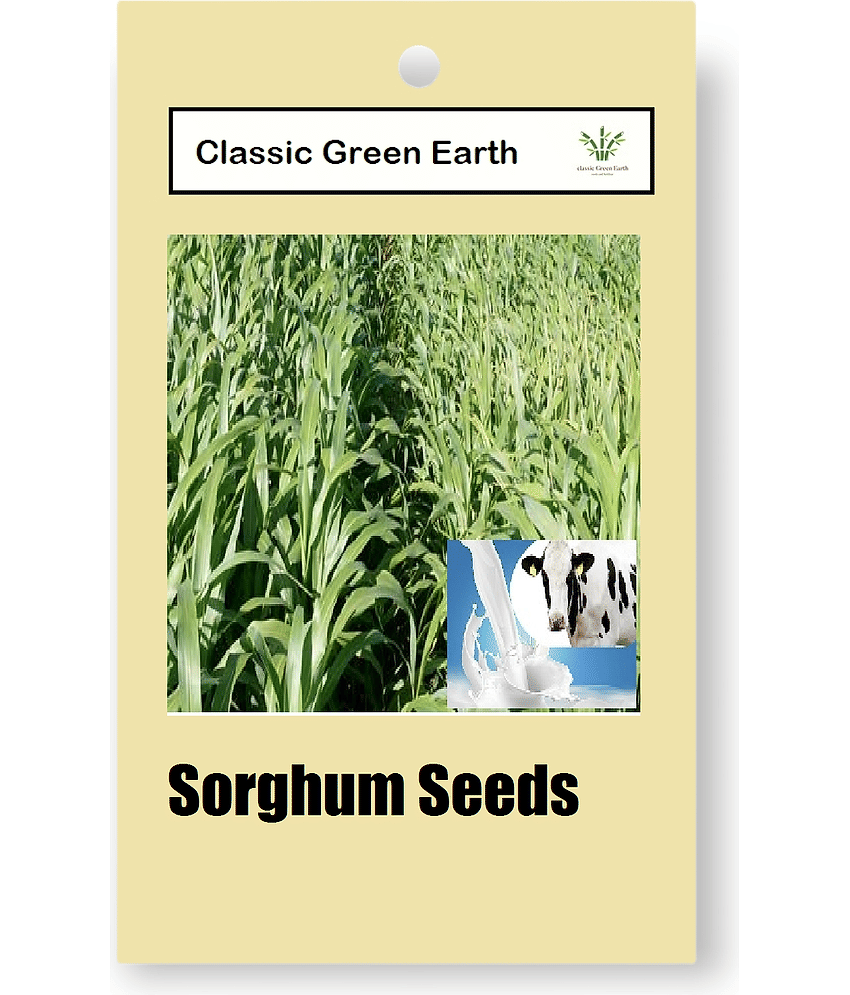 CLASSIC GREEN EARTH - Grass Seeds ( JUMBOO GRASS SEEDS 1000 SEEDS )