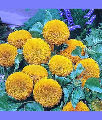 SUN GOLD teddy flower 20 seeds pack with free cocopeat and user manual