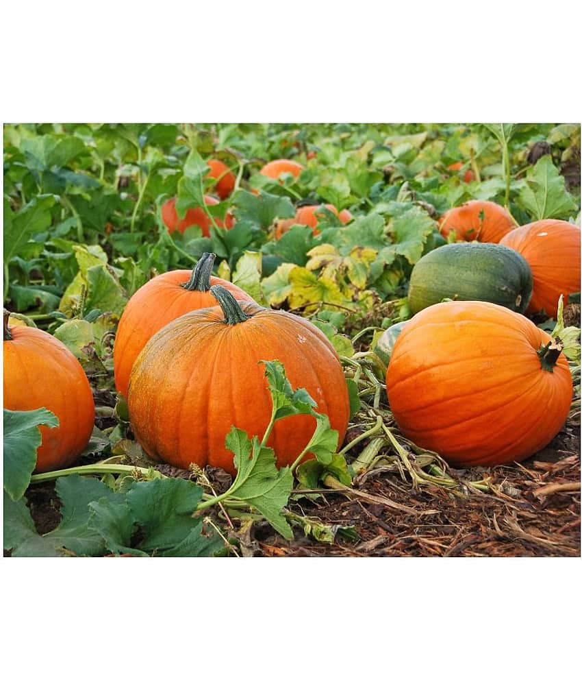 Joycity Organic Pumpkin Seeds (20+ Seeds)