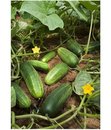 Cucumber Desi Kheera Vegetables 50 seeds