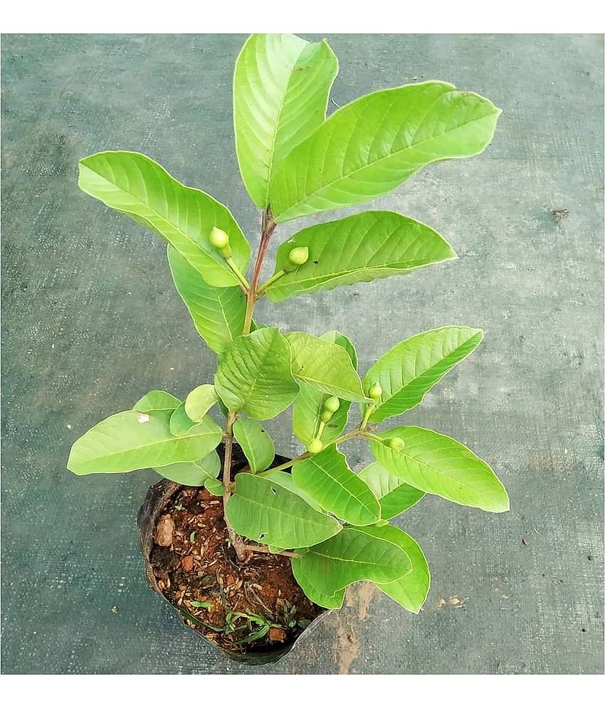 Cloud Farm Outdoor Fruit Plant ( Pack of 1 )