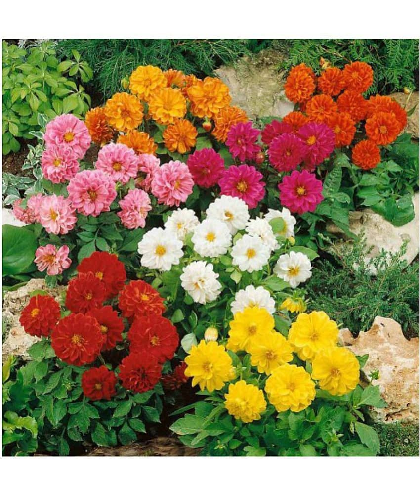 OhhSome Flower Seeds pack of 20
