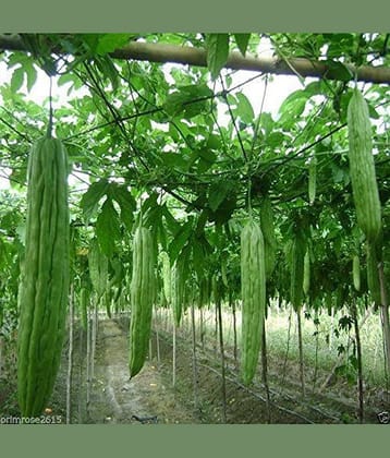 15 Seeds Hybrid Chinese Greenish White Long Bitter Gourd Vegetable Seeds Pack