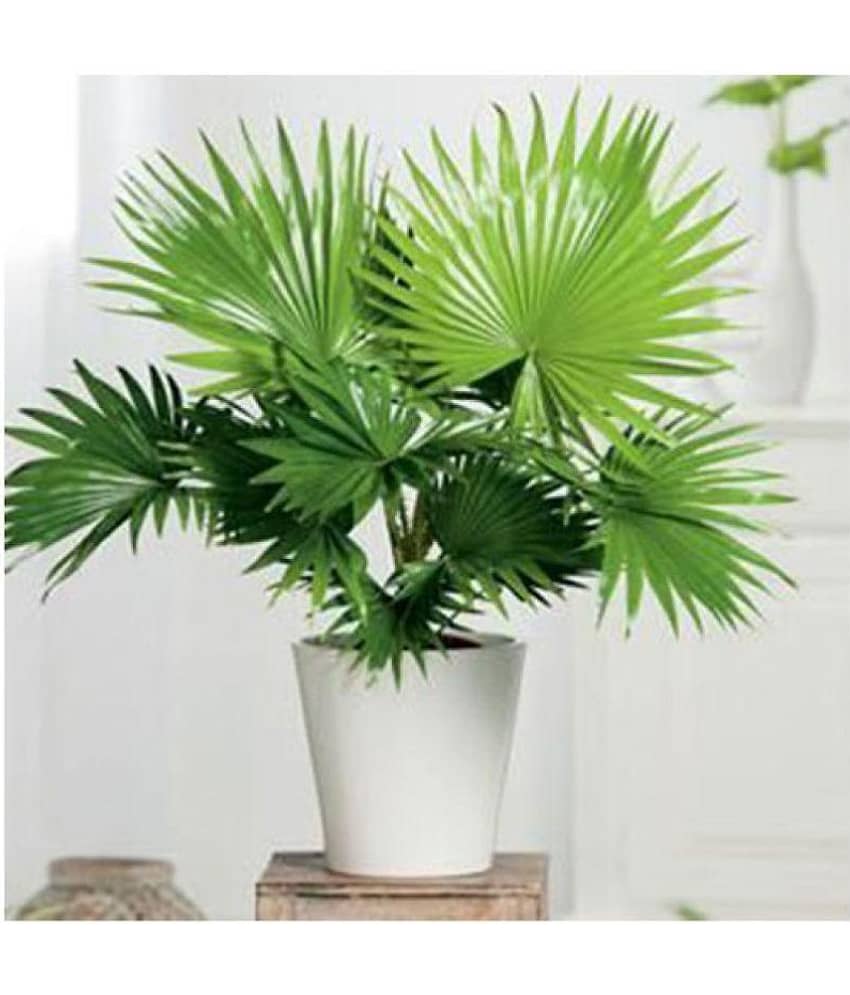 Alkarty dwarf areca palm tree seeds for gardening pack of 20 seeds