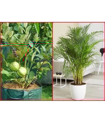 homeagro - Guava Fruit ( 50 Seeds )