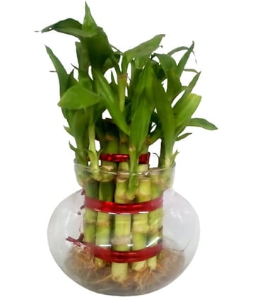 Green plant indoor - Green Wild Artificial Flowers With Pot ( Pack of 1 )