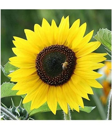 Futaba Bonsai Sunflower Seed