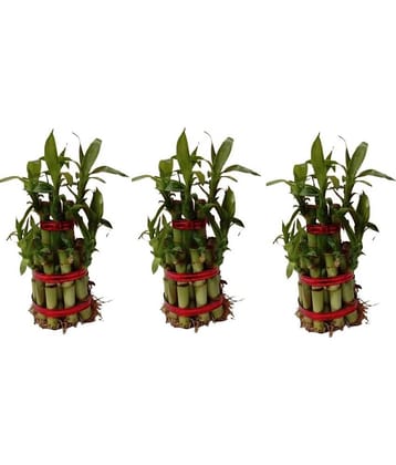 Green plant indoor - Green Wild Artificial Flowers With Pot ( Pack of 3 )