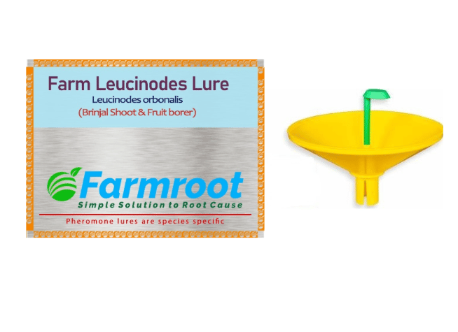 FARM BRINJAL (LEUCENOIDES ) LURE WITH WATER TRAP  (PACK OF 20)