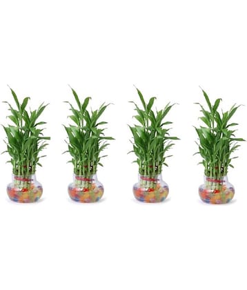 Green plant indoor - Green Wild Artificial Flowers With Pot ( Pack of 4 )