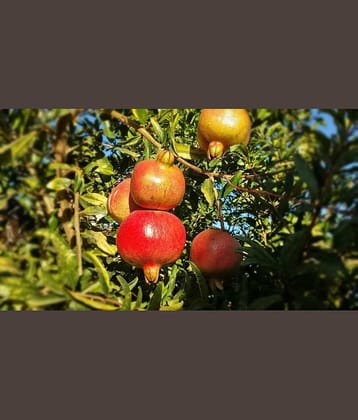 Cloud Farm Outdoor Fruit Plant ( Pack of 1 )