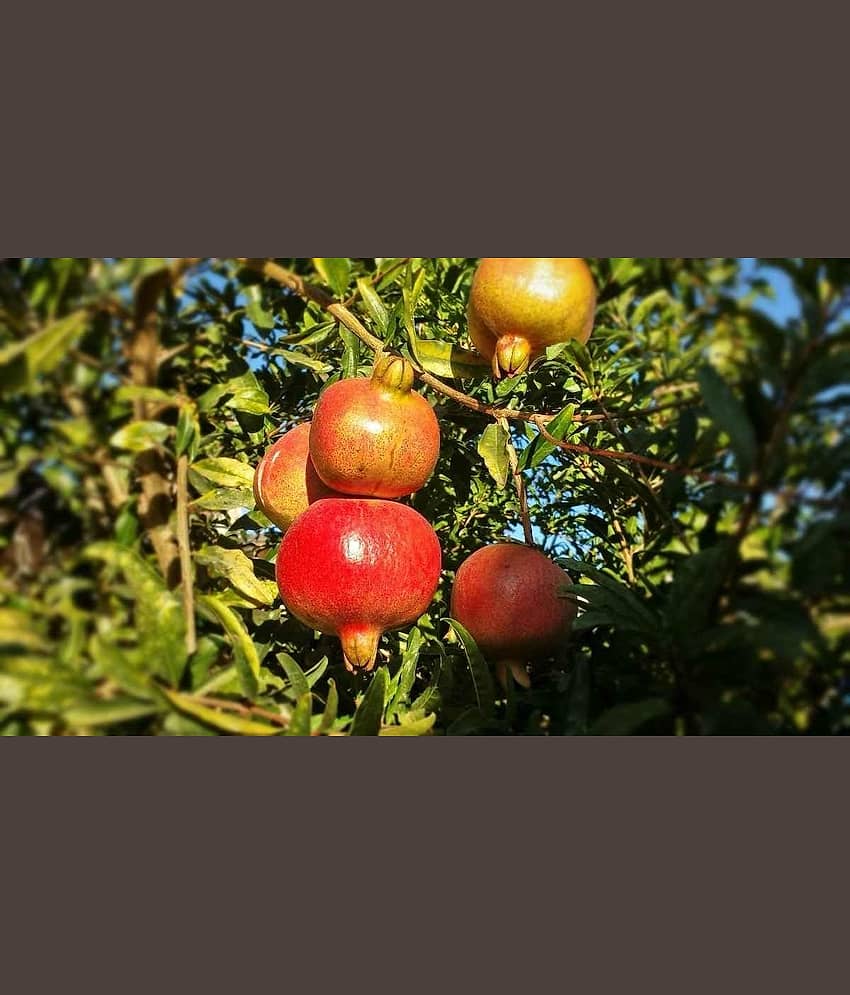 Cloud Farm Outdoor Fruit Plant ( Pack of 1 )