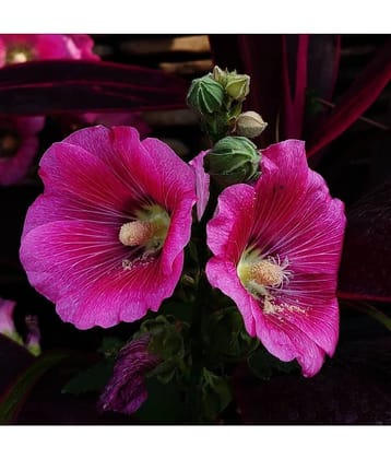 CLASSIC GREEN EARTH - Hollyhock Flower ( 25 Seeds )
