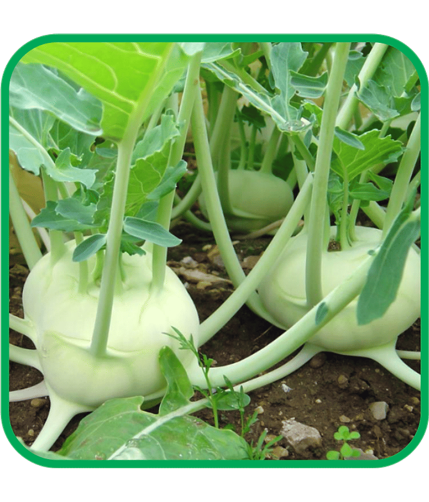 Aero Seeds Knolkhol Pack of 50 Seeds