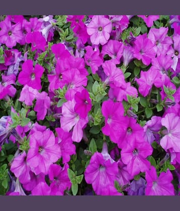 homeagro - Petunia Mixed Flower ( 50 Seeds )