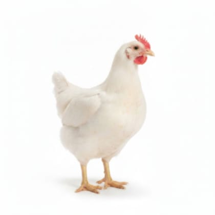 Fresh Chicken - 1 kg - One pack of fresh chicken