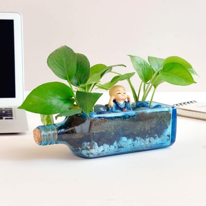 Money Plant Antiquity Bottle Terrarium Money Plant Antiquity Bottle Terrarium