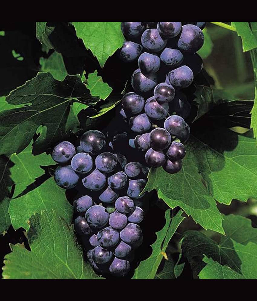 homeagro - Black Grape Fruit ( 20 Seeds )