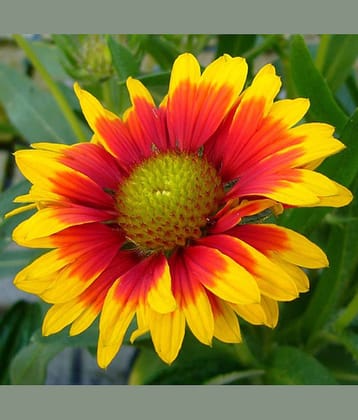 CLASSIC GREEN EARTH - Gaillardia Flower ( 30 Seeds )