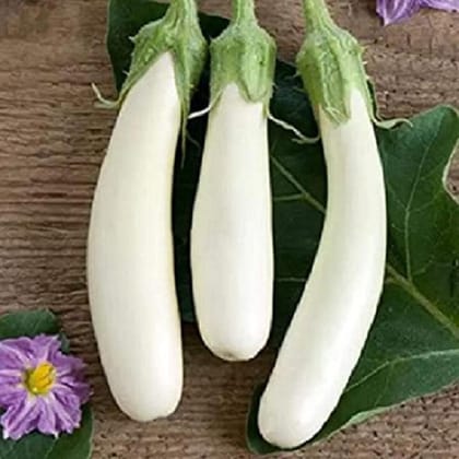 Brinjal Seed Pack Of  50