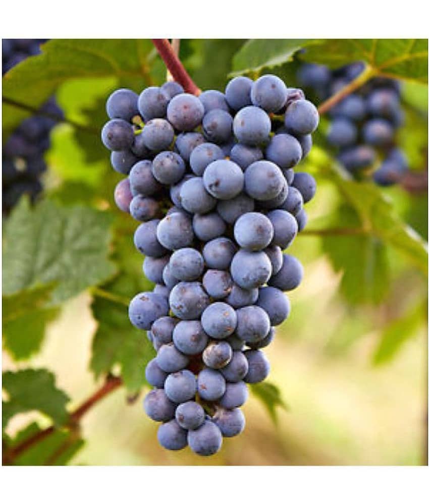 OhhSome Fruit Seeds Golden Finger Green Sweet Grape Imported Rare Exotic Seeds Fruit Seeds For Garden Kitchen Garden Fruit Seeds Pack