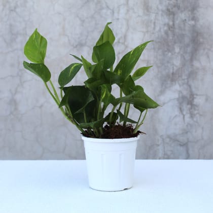 Money Plant Green-Grow Pot / White