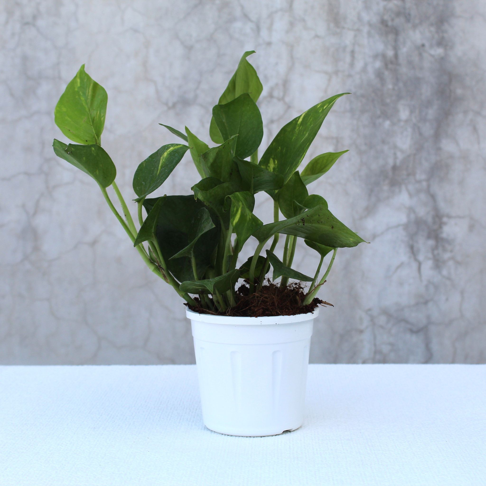 Money Plant Green-Grow Pot / White