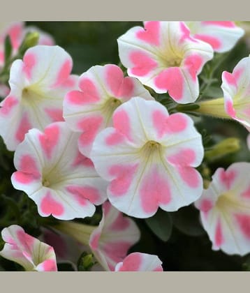 Petunia Flower Seeds 30 Seeds [Kitchen & Home] (Pack of 100) with growing cocopeat