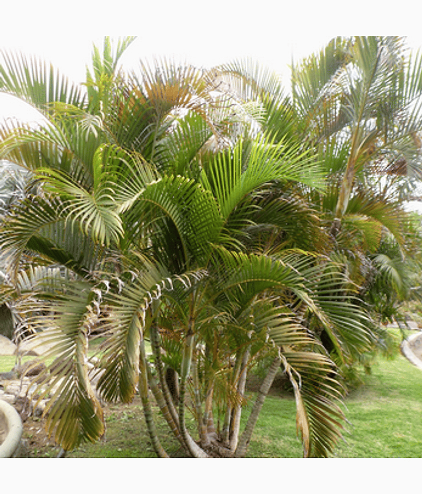 CLASSIC GREEN EARTH - Areca palm Herb ( 25 Seeds )