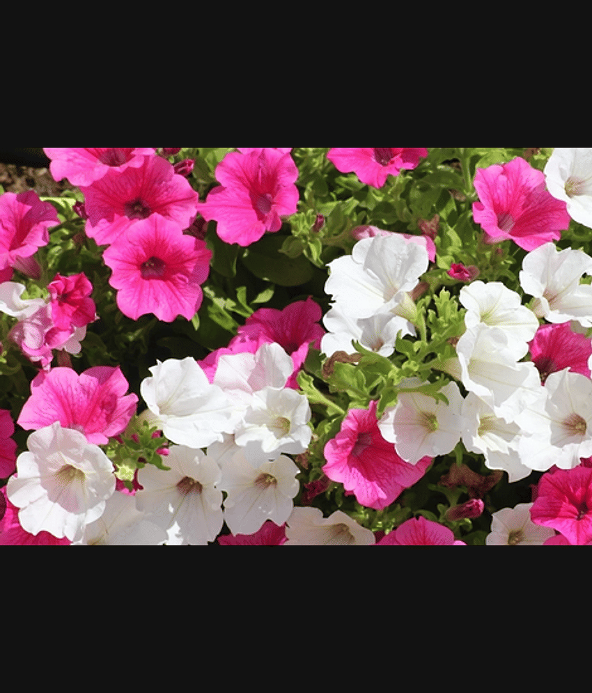 CLASSIC GREEN EARTH - Petunia Flower ( 200 Seeds )