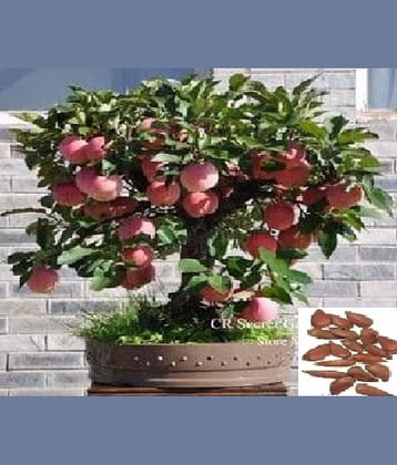 Apple Fruit Plant Seeds  - Pack of 30 seeds