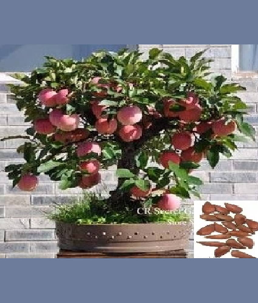 Apple Fruit Plant Seeds  - Pack of 30 seeds