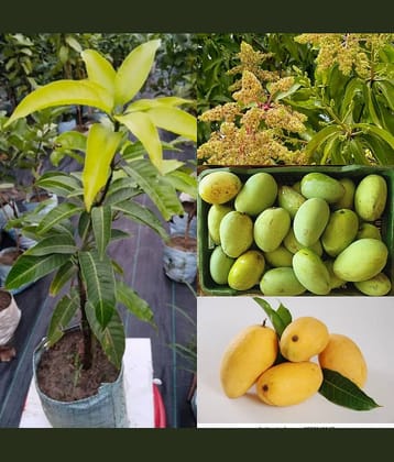 Cloud Farm Outdoor Mango Fruit Plant Pack of 1