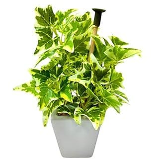 De Gardenia Premium Mini Artificial Wandering Plant with Ceramic Vase (19 cm Tall Green) - Indoor Decorative Faux Plant for Home and Office Decor
