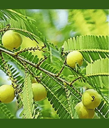 Amla Fruit Plant Seeds pack of 30