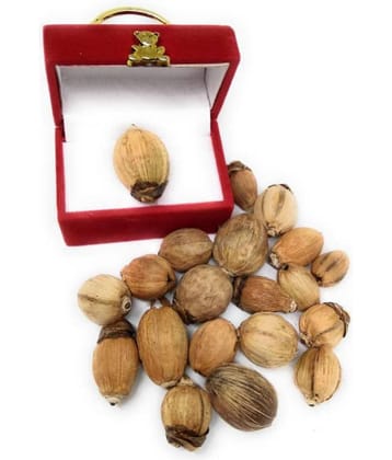 Apna Rudraksha Pure And Natural Laghu Nariyal / Small Pooja Item (Set Of 11 Pcs)