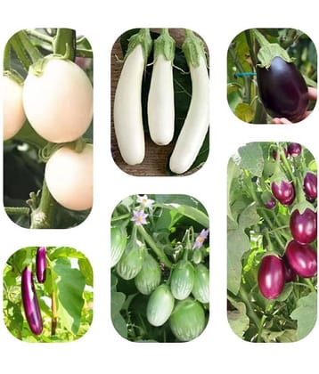 Jignisha Seeds Brinjal Vegetable ( 50 Seeds )