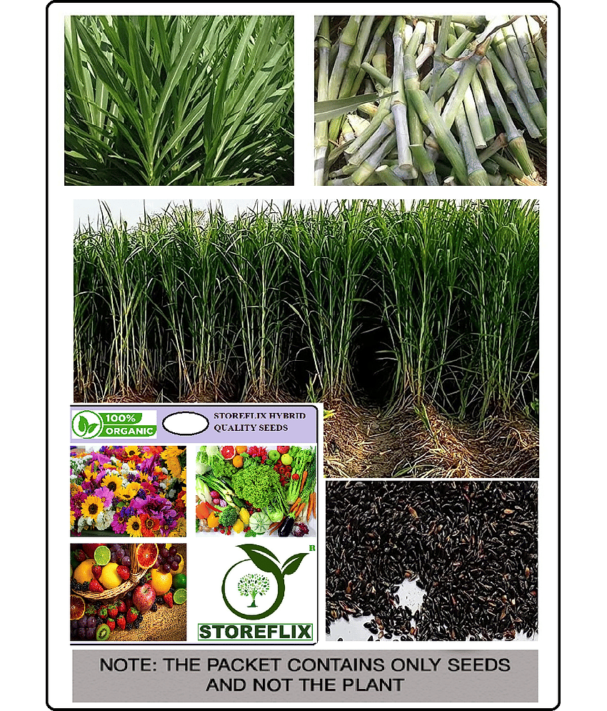 STOREFLIX Napier Grass ( 6000 Seeds )