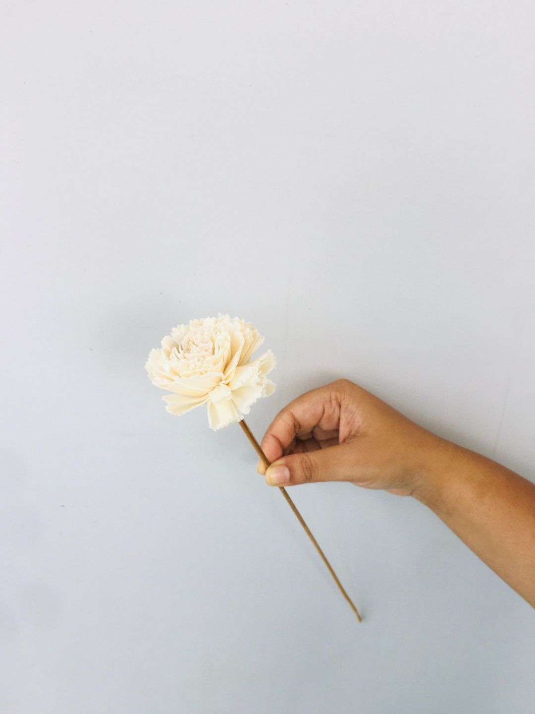 Carnation Sola Flower (5pcs)