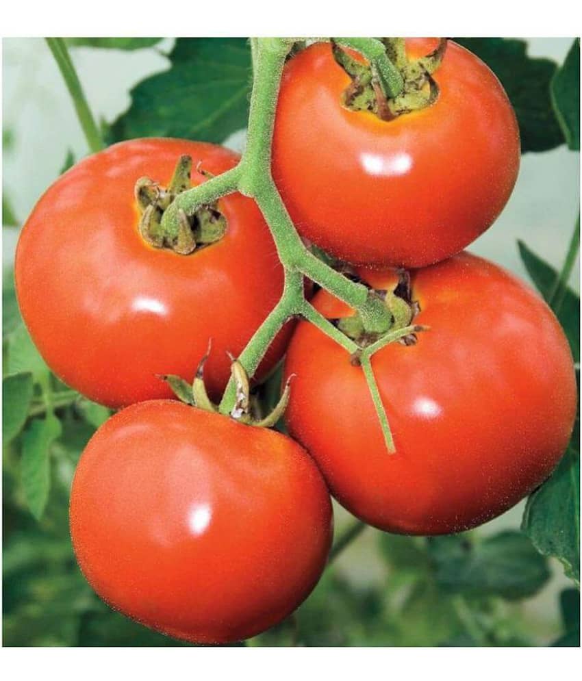 Tomato/ Tamatar Seeds - Kitchen Gardening Pack - Approx 200 Seeds