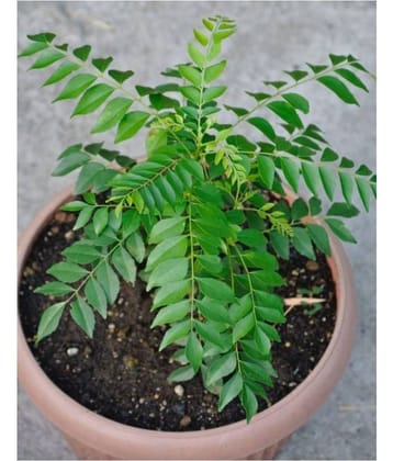 SHOP 360 GARDEN Murraya koenigii / Curry leaf tree / Kadi patta / Karuveppilai / Sweet neem / Karivepaku Seeds For Growing - Pack of 20 Seeds