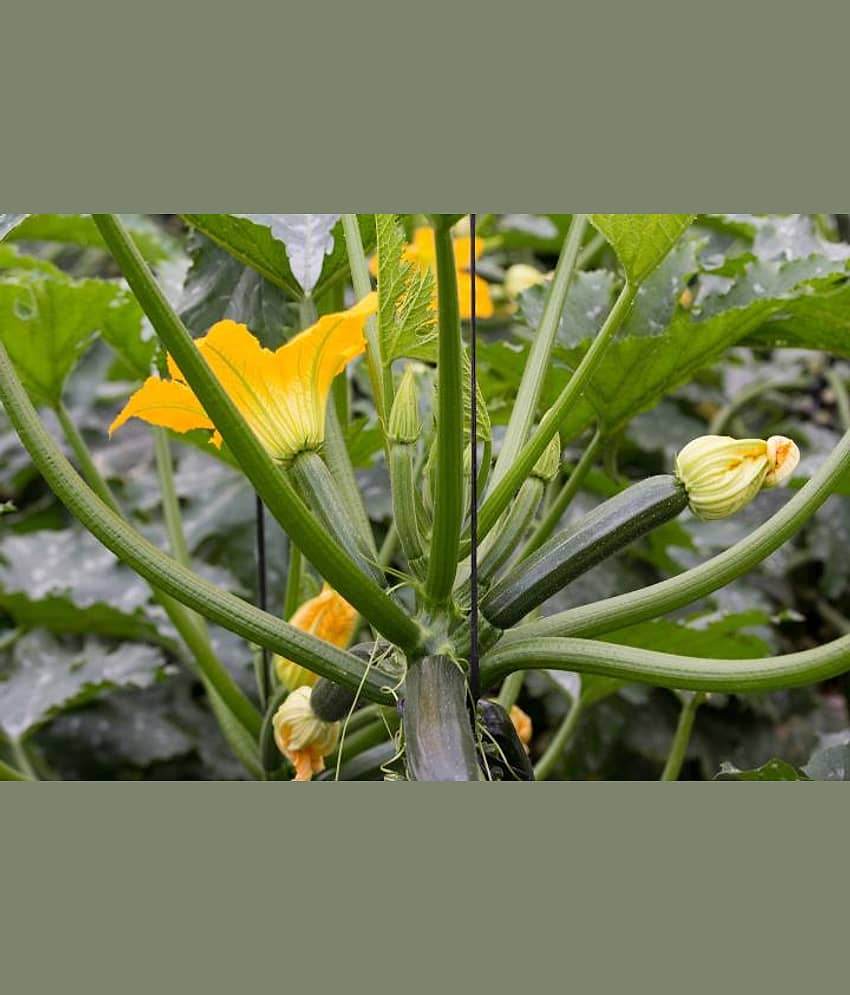 Squash zuchini long pumpkin kaddu 10 seeds pack with user manual