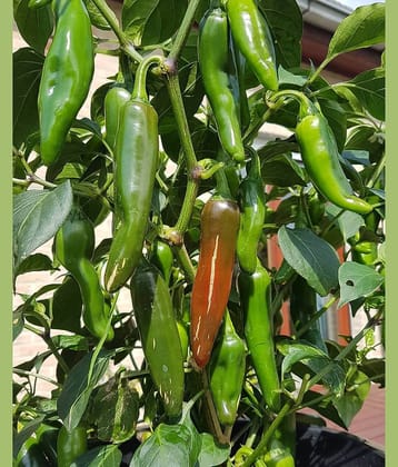 FLARE SEEDS Chilli Vegetable Plant Seeds Pack Of 100 Hybrid Seeds