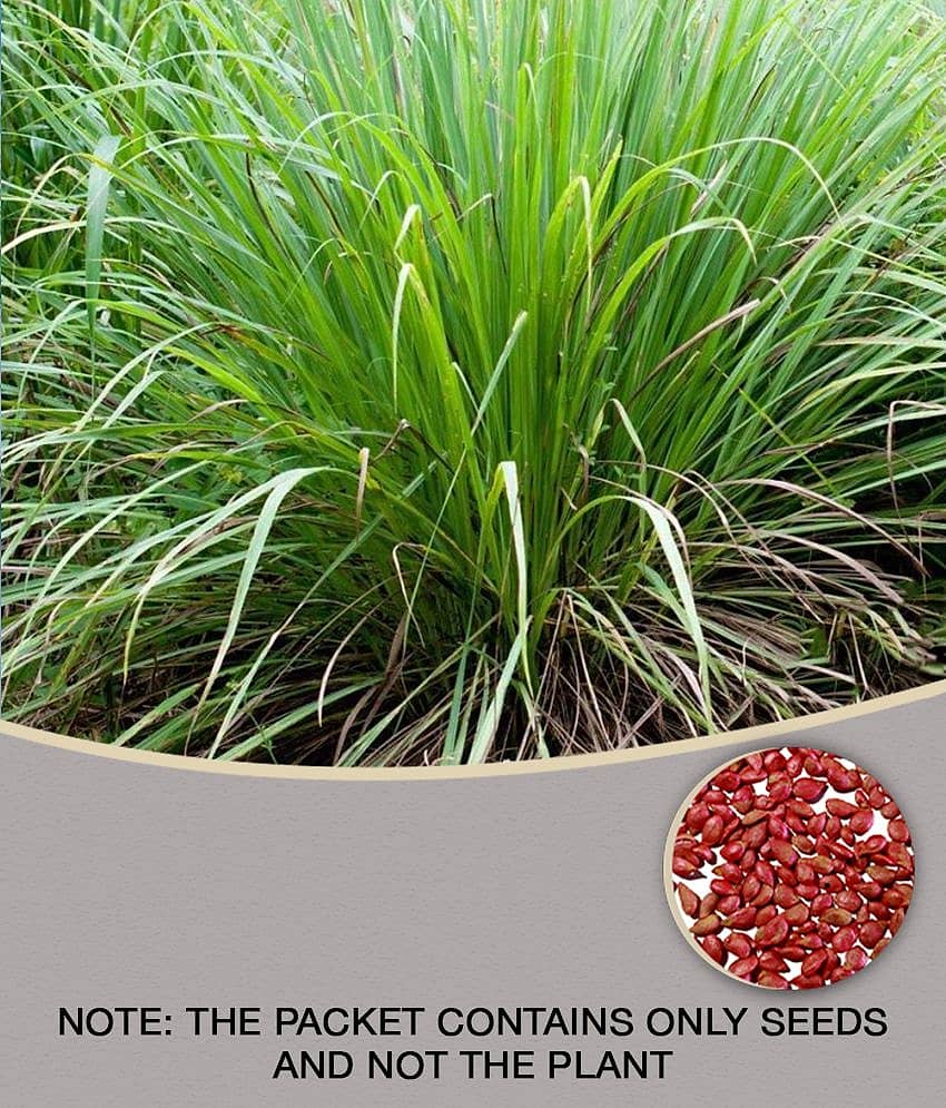 Lemon Grass Seeds High Germination 30 Seeds PACK WITH USER MANUAL for Your Garden/Easy to Grow/Organic Hybrid Vegetable Seeds for Home and Terrace LOW PRICAAT SNAPDEAL