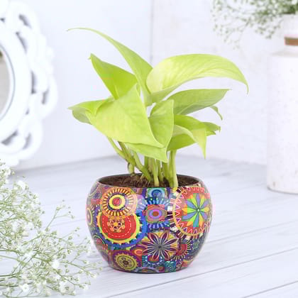 Money Plant In Colourfull Rajwada Printed Pot (Hand Delivery)