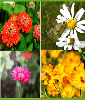 CLASSIC GREEN EARTH - Cosmos Flower ( 200 Seeds )