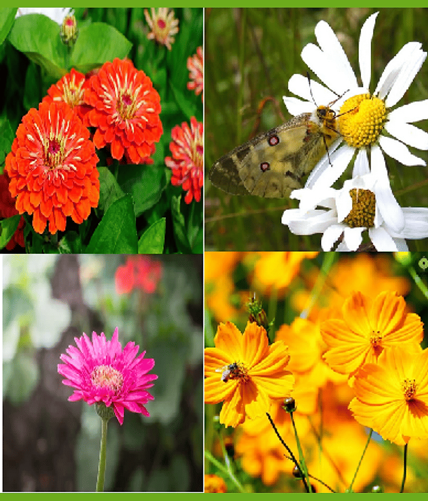 CLASSIC GREEN EARTH - Cosmos Flower ( 200 Seeds )