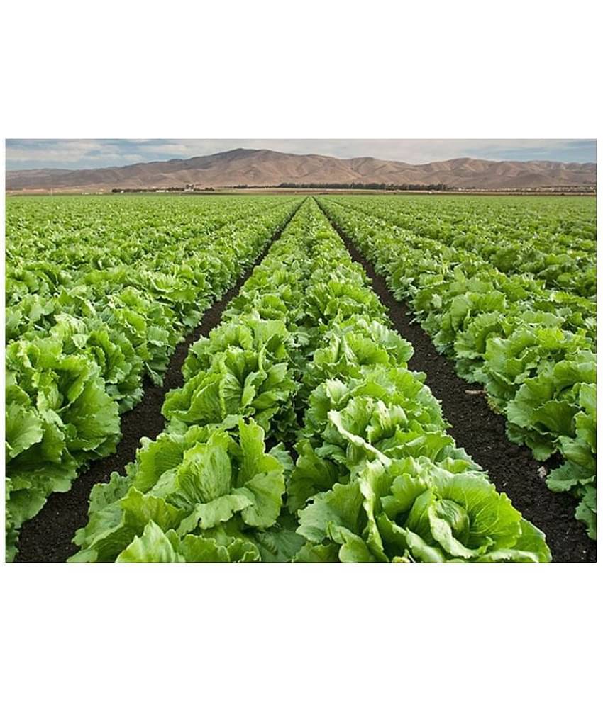SHOP 360 GARDEN Organic Lettuce Iceberg Vegetable Seeds - Pack of 100 Seeds