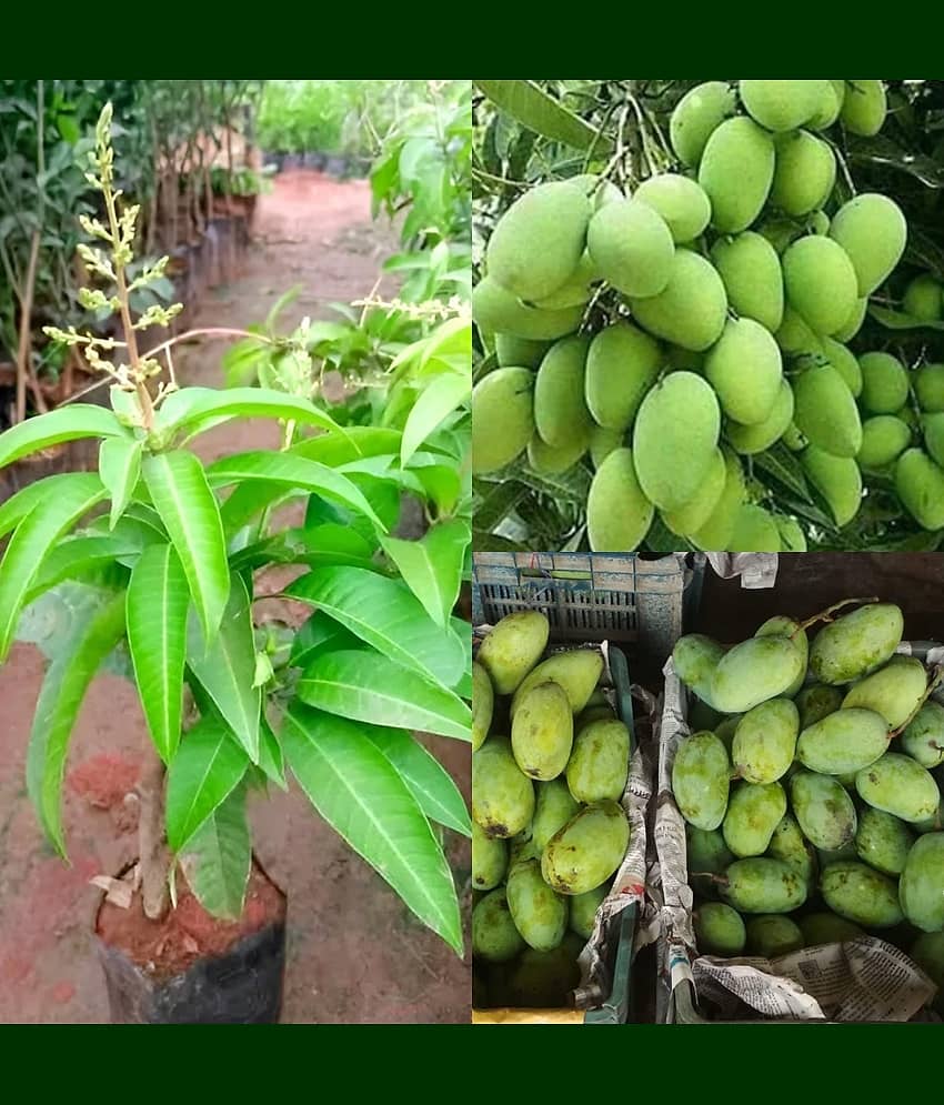 Cloud Farm Outdoor Mango Fruit Plant Pack of 1